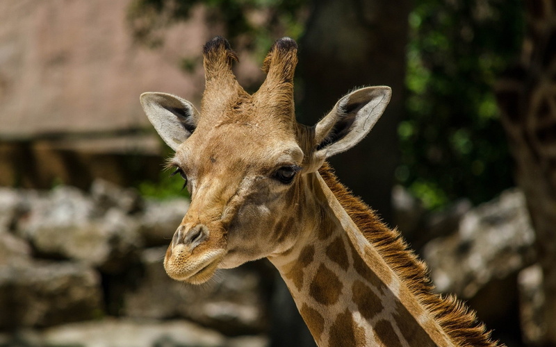 giraffes, 1080P, animals
