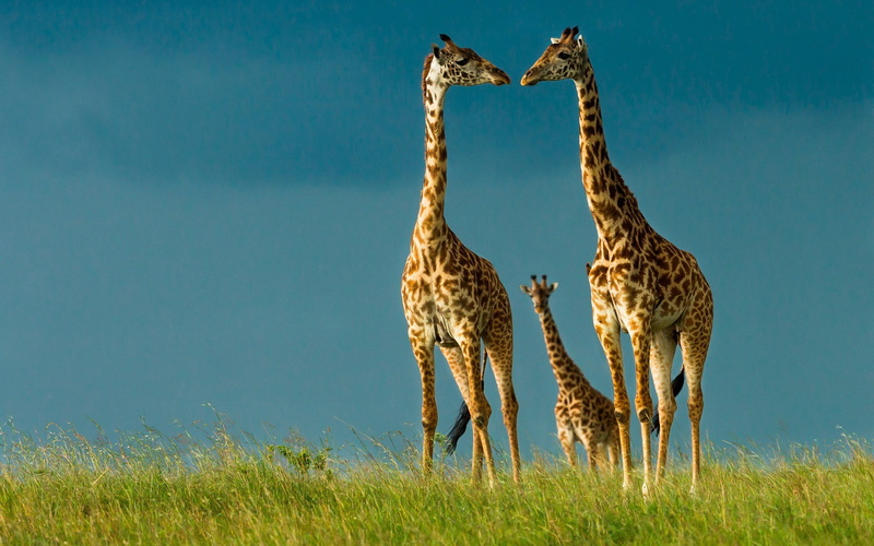 tall - high, animal themes, outdoors, animal family, herbivorous, vertebrate, grass, two animals, sky, copy space, mammal, nature, plant, environment, blue