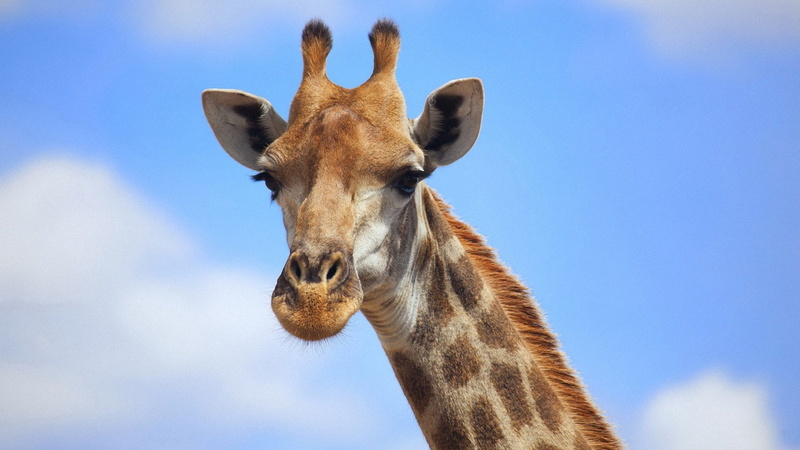 animal nose, blue, day, safari, outdoors, 1080P, no people, looking at camera, domestic animals, animal wildlife, portrait, animal, animal head, herbivorous