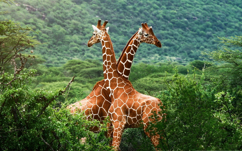 1080P, animals, giraffes, nature