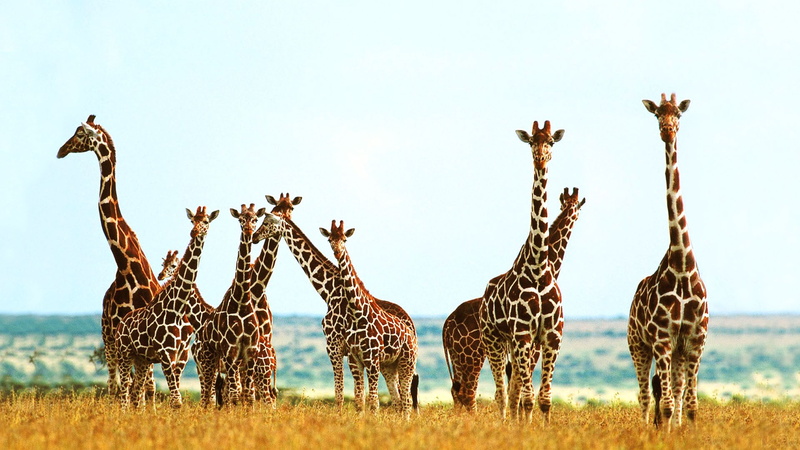 grass, sky, giraffe, group of animals, animals in the wild, standing, field, outdoors, herd, plant, animal family, animal wildlife, no people, giraffe background  for computer