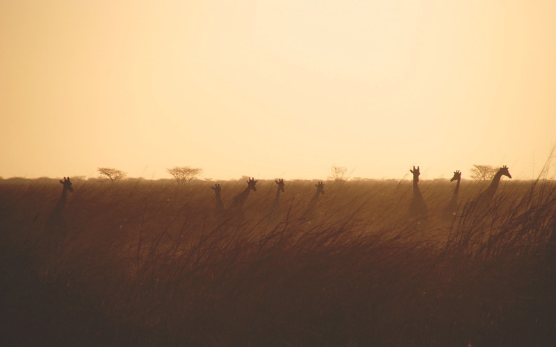 environment, day, wildlife, tree, animals, beauty in nature, tranquil scene, non-urban scene, landscape, sky, plant, 2K, giraffes, outdoors, grass, real people