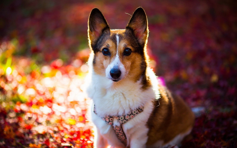 domestic Animals, animal, young Animal, white, 1080P, face, cute, sitting, close-up, friendship, portrait, canine, dog, focus on foreground, land, one Animal