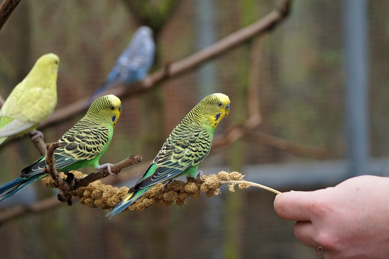 body part, day, animals in the wild, plumage, one person, feather, animal world, food, zoo sababurg, nature, unrecognizable person, parrot, bird, sababurg castle