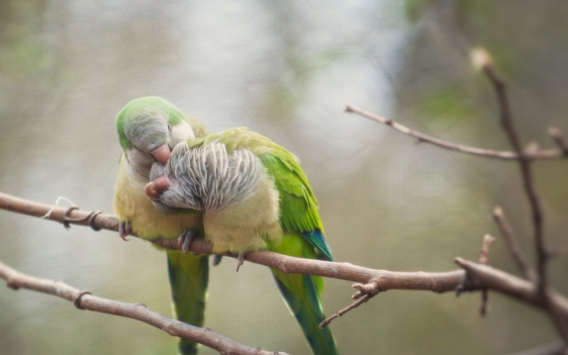 720P, parrot animals monk parakeet birds