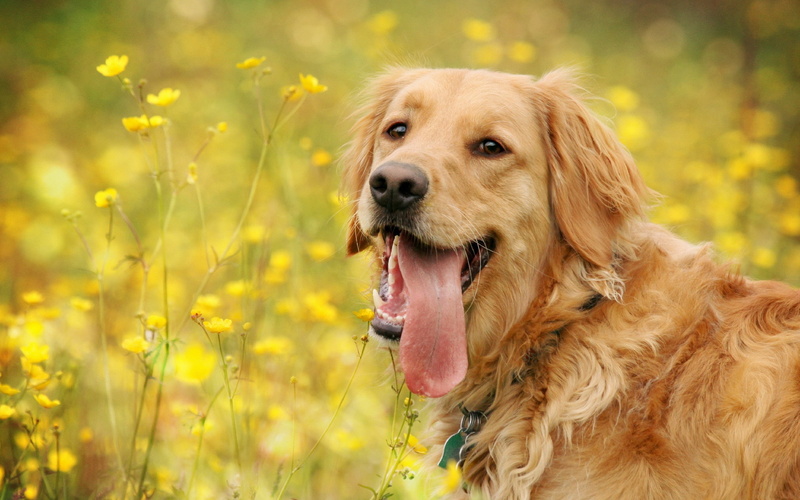 animals, 2K, tongue, hd, dog