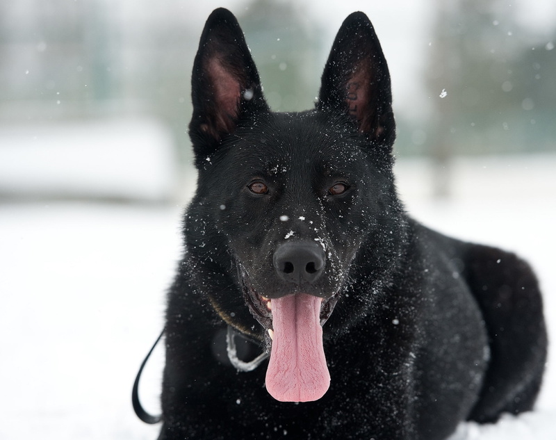 animal Head, adult, no people, focus on foreground, snowing, mouth open, cold temperature, nature, outdoors, fur, german, vertebrate, cold - Temperature