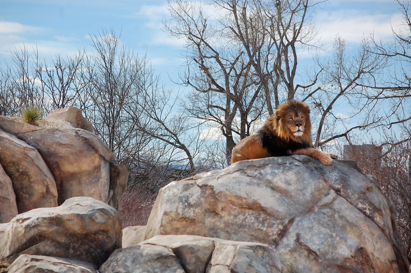 sitting, no people, animal, plant, tree, rock - object, rock, animal themes, bare tree, relaxation, animal wildlife, animals in the wild, solid, denver