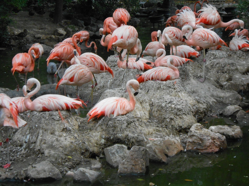 animal themes, exotic, day, group of animals, nature, zoo, Bird, rock, no people, water, freshwater bird, pink, Flamingo, flock of birds, mud, drinking