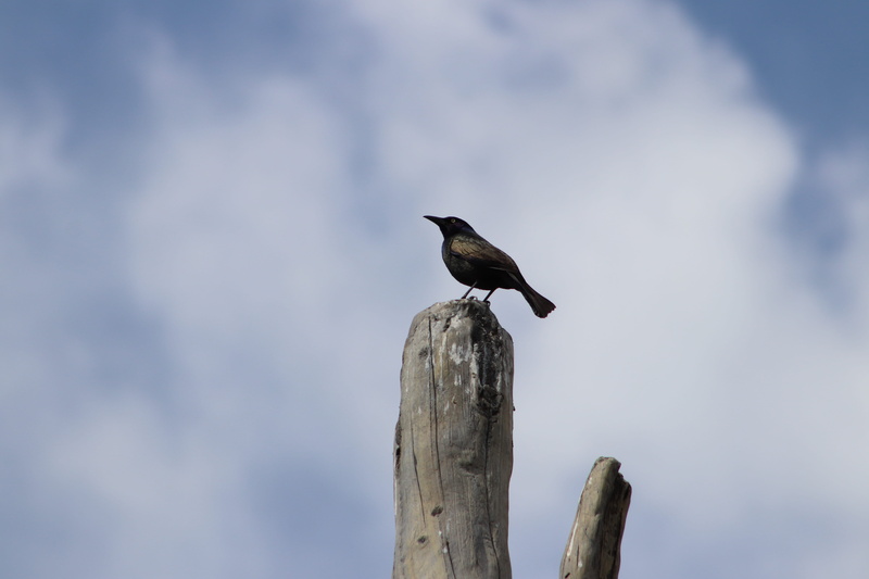 united states, denver zoo, cloud - sky, zoo, backgrounds, 5K, outdoors, focus on foreground, zoo entrance, wood - material, nature, day, tree, animal wildlife