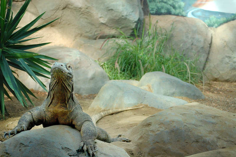 denver, animal themes, day, solid, animals in the wild, rock - object, land, animal wildlife, beauty in nature, animal, one animal, komodo dragon, iguana