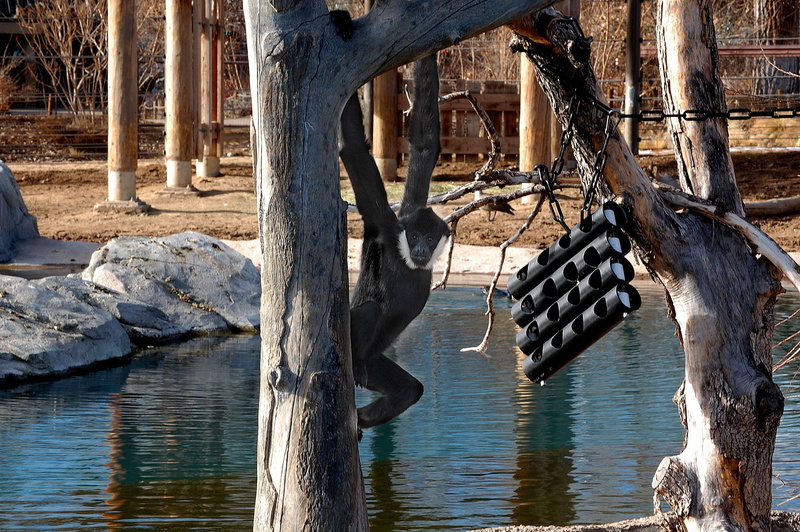 architecture, water, outdoors, wood - material, trunk, 2K, waterfront, no people, nature, tranquility, lake, sunlight, hanging, monkey, tree trunk, building exterior