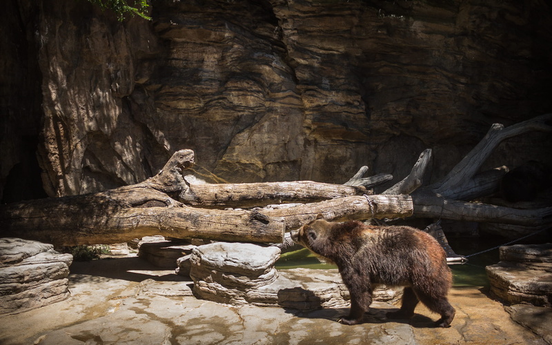 nature, vertebrate, animal, solid, no people, mammal, denver, animal themes, animals in the wild, day, bear, 2K, united states, herbivorous, wild, rock - object