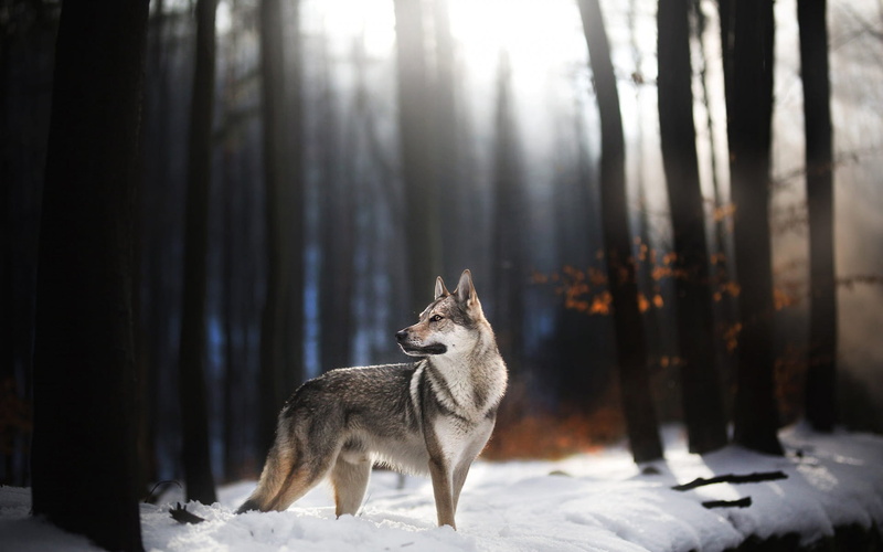 1080P, Czechoslovakian Wolfdog, Dogs, Wolfdog