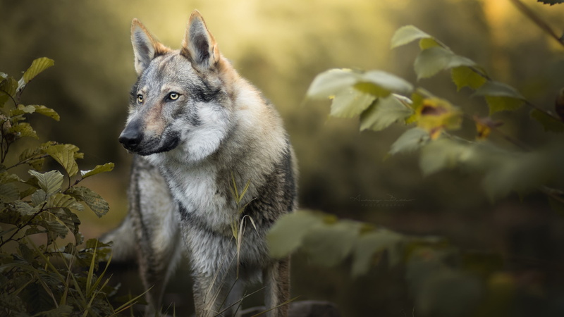 day, animal, animal head, wolf, focus on foreground, animal themes, domestic, czechoslovakian wolfdog, animal wildlife, plant, dog breed, one animal, wolfdog
