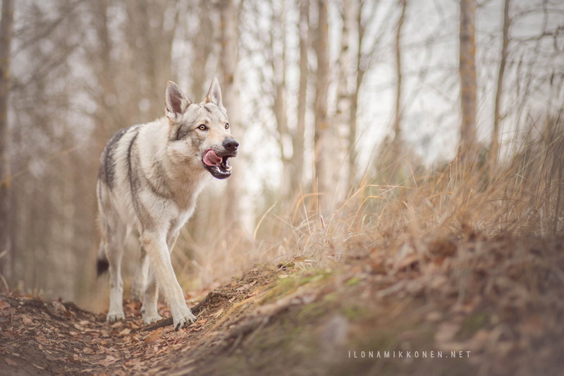 Wolfdog, Czechoslovakian Wolfdog, 1080P, Dogs