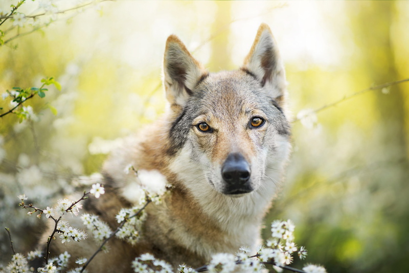 1080P, Wolfdog, spring, the Czechoslovakian Wolfdog, Chinua, dog, Czechoslovakian