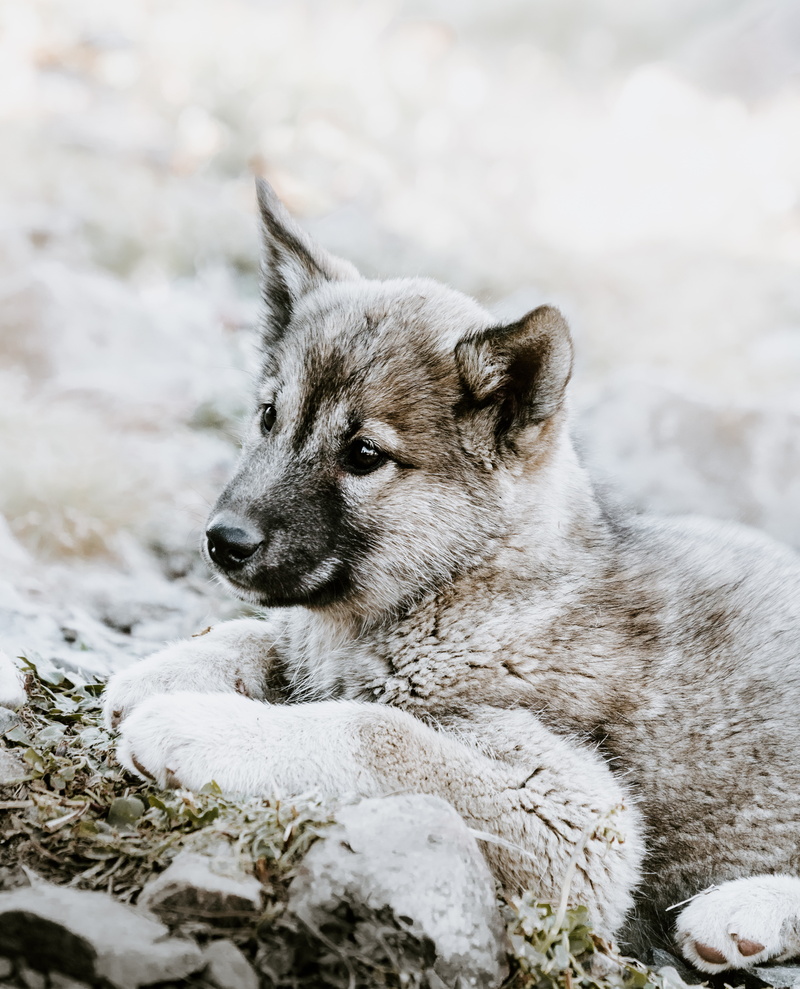 lies, sadness, czechoslovakian wolfdog, 5K, puppy