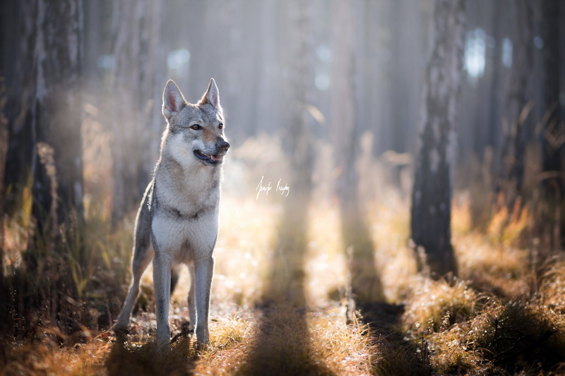 1080P, Dogs, Wolfdog, Czechoslovakian Wolfdog