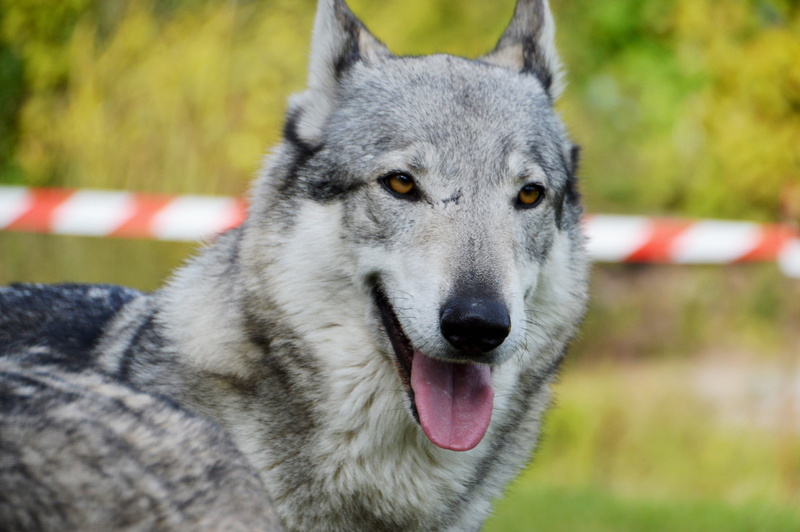 animal, mammal, focus on foreground, wild, animal wildlife, snout, domestic animals, animal head, outdoors, animal themes, dressage, czechoslovakian wolfdog