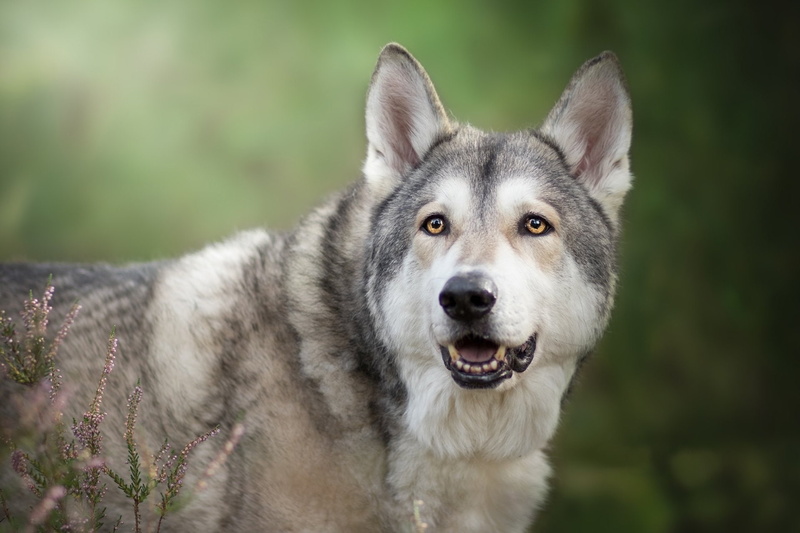 1080P, Dog, Pet, Dogs, Czechoslovakian Wolfdog, Wolfdog