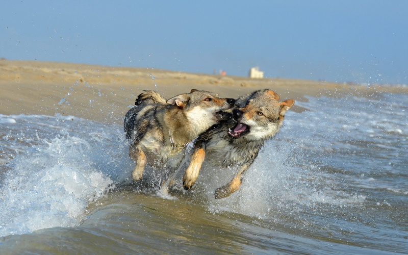 wolfdogs, animals, sea, dogs, spray, coast, czechoslovakian, 2K, run