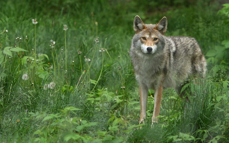 looking at camera, animals in the wild, field, mammal, no people, gray, standing, 1080P, tan, adult, one animal, animal themes, vertebrate, plant, portrait