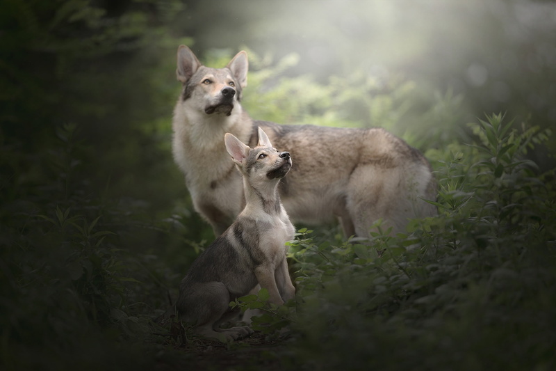 1080P, puppy, Czechoslovakian, Wolfdog, grass, dogs, The Czechoslovakian Wolfdog