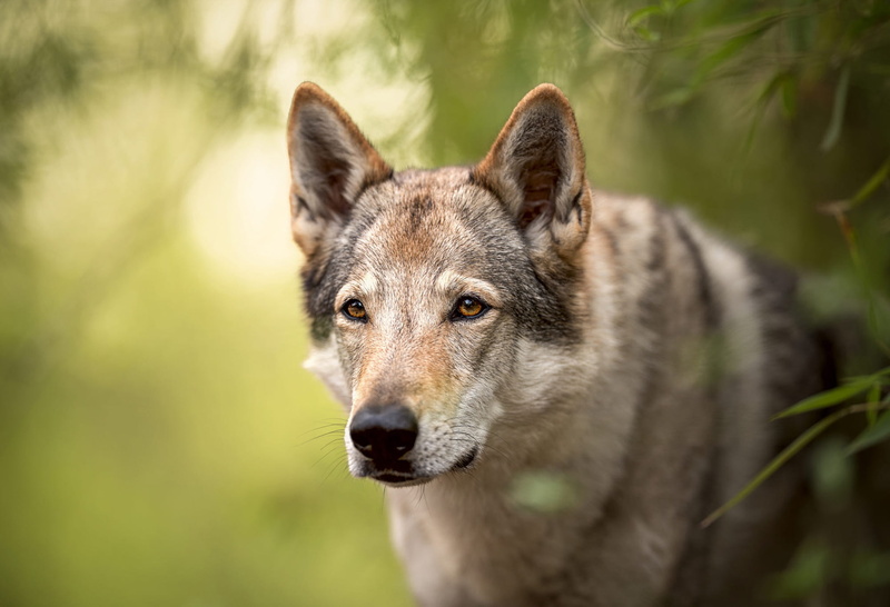1080P, Dogs, Czechoslovakian Wolfdog, Wildlife, predator (Animal), Wolfdog, Wolf