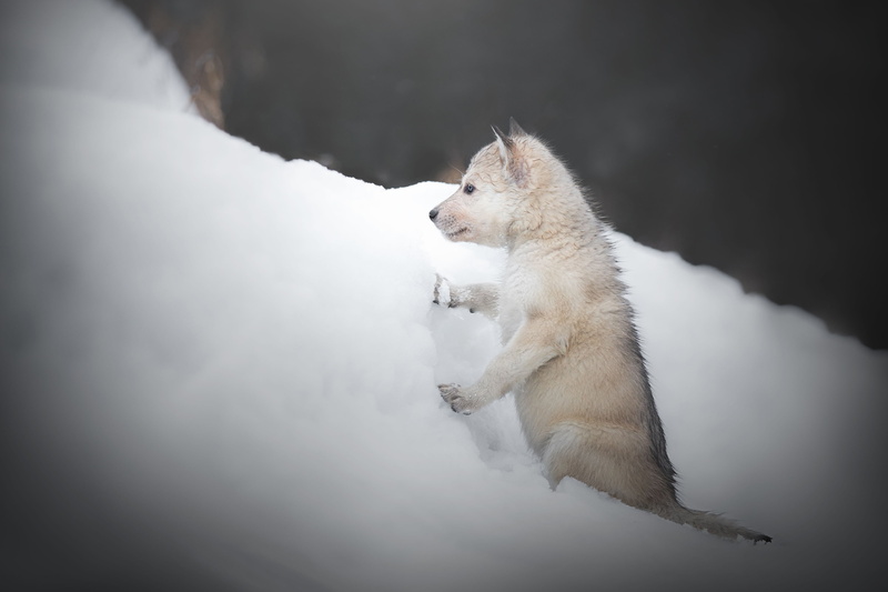 winter, The Czechoslovakian Wolfdog, doggie, Volkosob, the snow, 4K, puppy, snow, dog