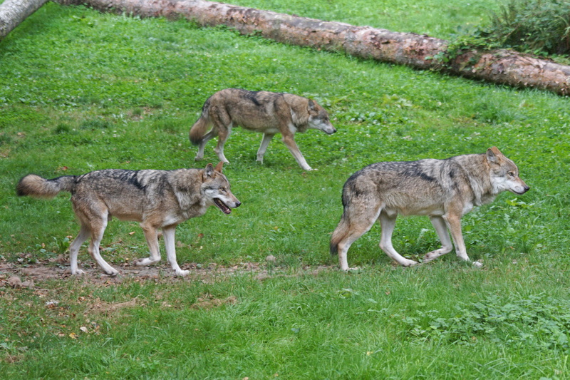 animal wildlife, pack animal, green, green grass, wolves, Czechoslovakian, animal themes, young animal, social, animal, land, three, wildlife photography