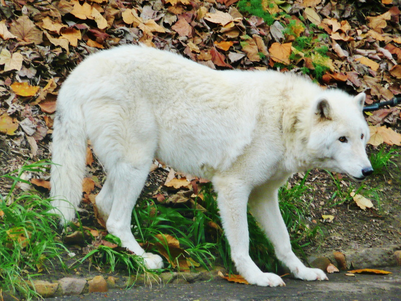 white color, mammal, outdoors, animal, land, canine, nature, white, dried, full length, Dog, daytime, no people, pets, Zoo, one animal, domestic, field