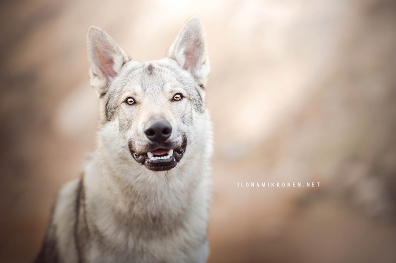 Dogs, Dog, Czechoslovakian Wolfdog, 1080P