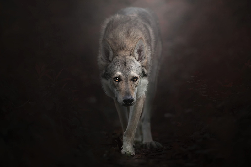 animal, wolfdog, czechoslovakian, 1080P