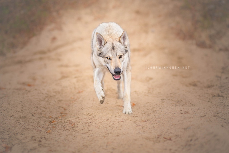 Czechoslovakian Wolfdog, Dogs, Wolfdog, Dog, 1080P