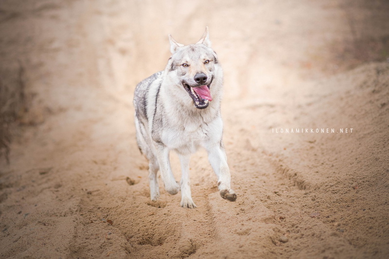 Czechoslovakian Wolfdog, Wolfdog, 1080P, Dogs, Dog