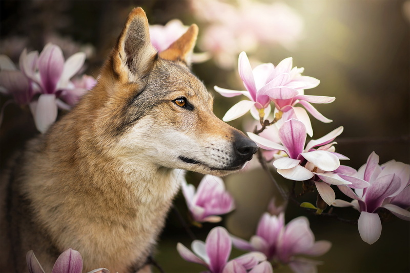 profile, Chinua, Magnolia, dog, 1080P, flowers, the Czechoslovakian Wolfdog