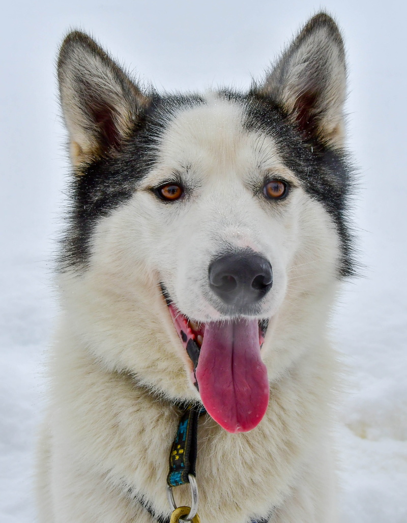 vertebrate, macro, dog, domestic animals, tongue, mouth open, de, 2K, animal themes, snow, pet, sled dog, mammal, one animal, purebred dog, animal tongue