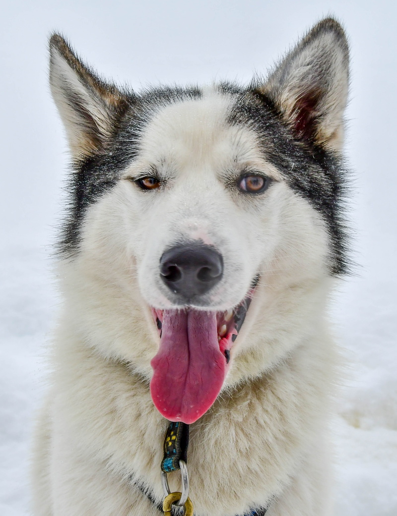 no people, animal head, domestic, canine, traineau, purebred dog, domestic animals, animal mouth, one animal, siberian husky, closeup, chien, mouth open
