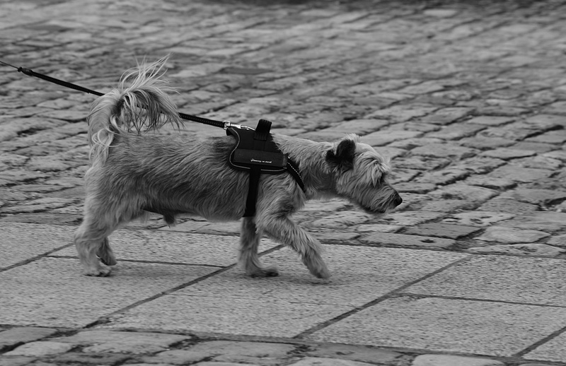 ratier, laisse, dog, poils de chien, canine, paving stone, mammal, chien, street, cobblestone, day, 4K, toutou, domestic animals, domestic, canin, plus anim