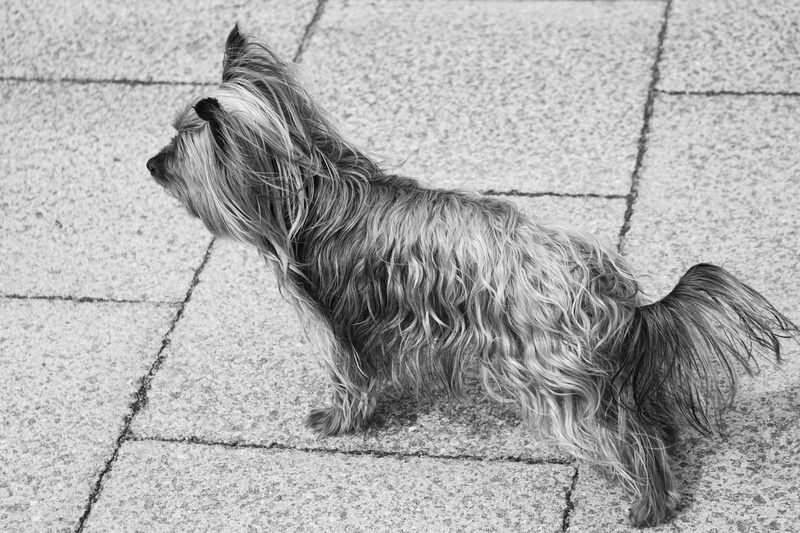 hair, chien, domestic animals, animalier, animal, toutou, leash, sidewalk, looking, dog, yorkshire, one animal, pets, animal themes, fur, portrait, studio