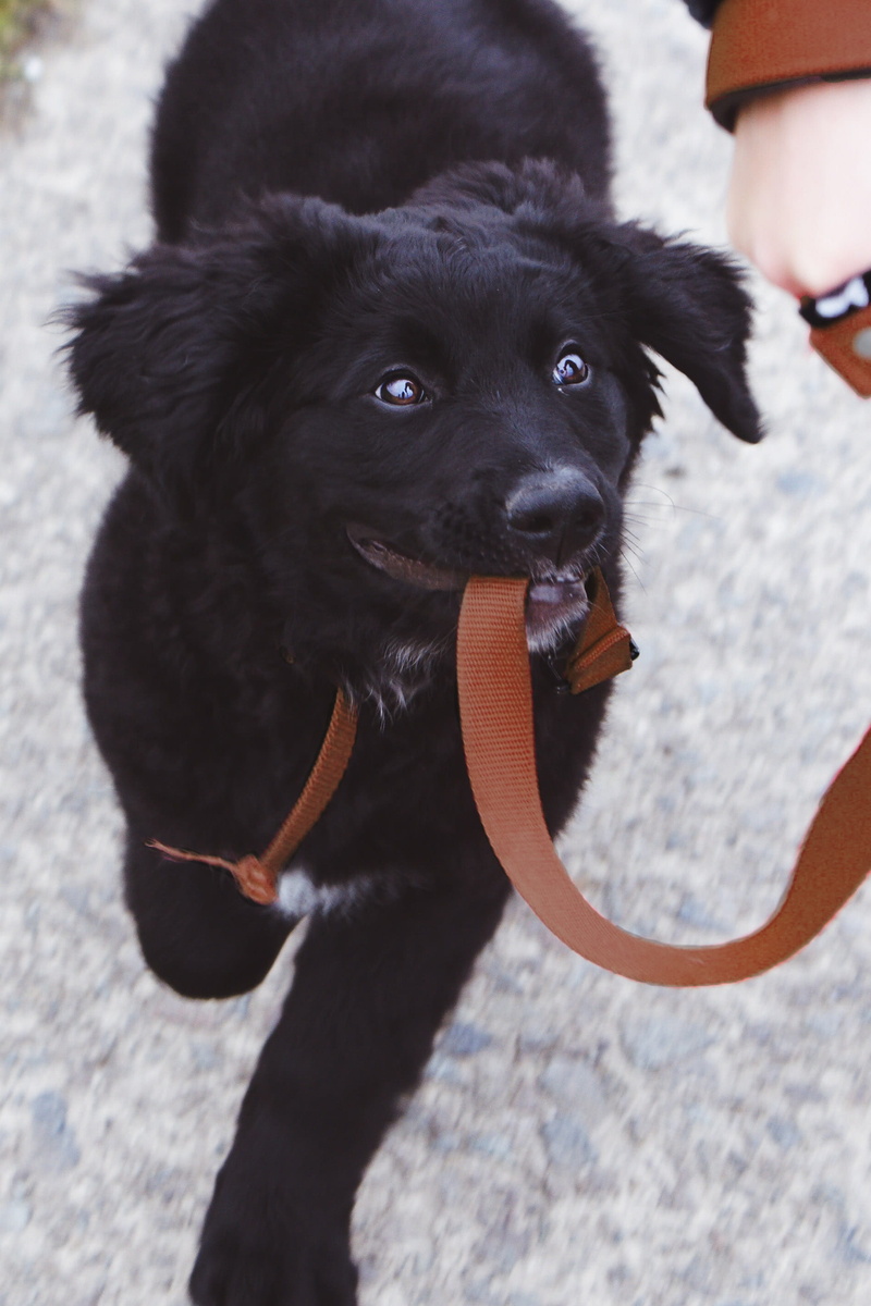 dog, hat, close-up, day, outdoors, real people, walk, pet, person, human body part, chiot, love, animal, domestic, vertebrate, clothing, pets, domestic animals