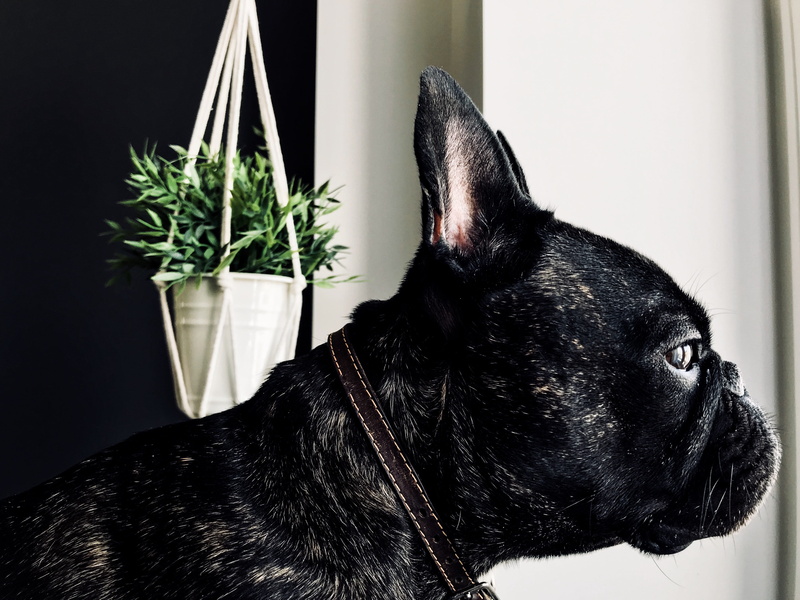 puppies, domestic animals, no people, plant, indoors, beautiful, frenchie, home interior, montreal, vertebrate, black, looking away, profile view, mouth open