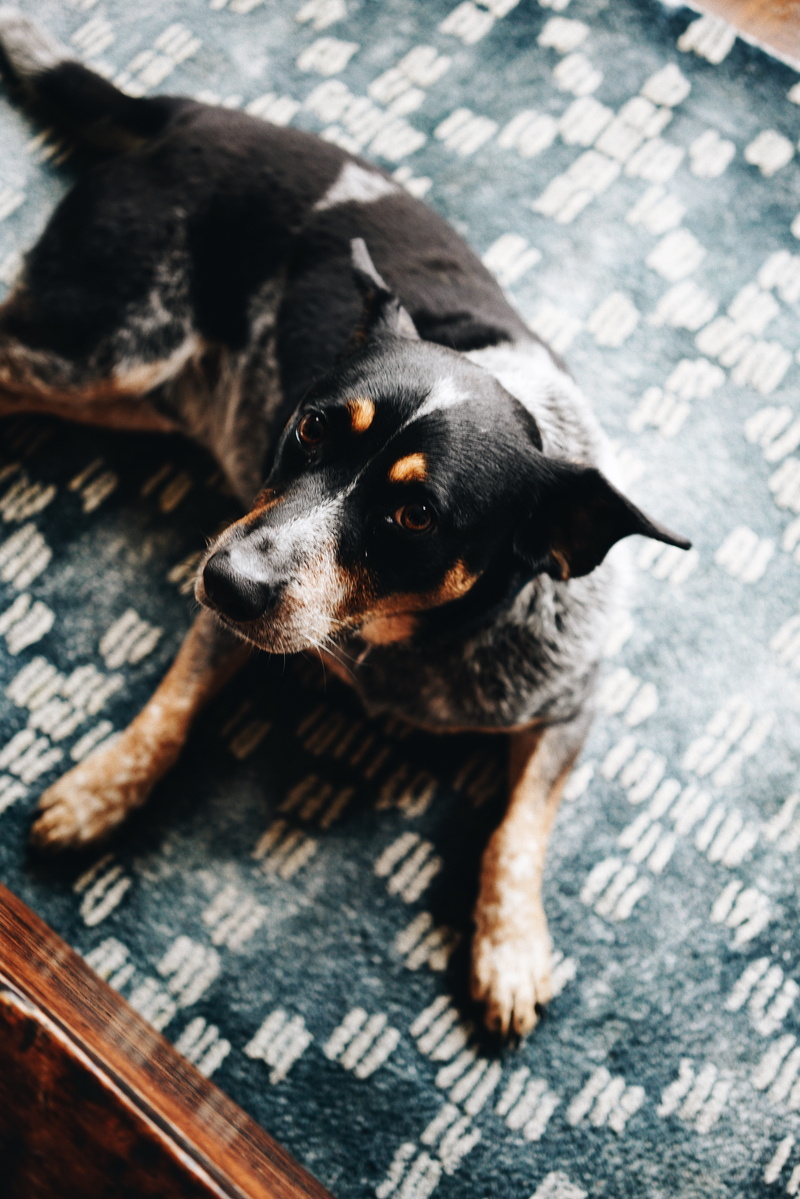 domestic animals, dogs, no people, animal themes, high angle view, focus on foreground, one animal, natural light, puppy, canine, pets, dog, chien, animal
