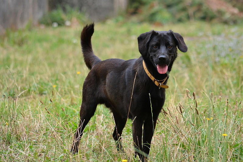 no people, portrait, plant, 4K, canine, animal themes, chien, animal domestique, retreiver, dog, one animal, mammal, black color, chien noir, canin, vertebrate