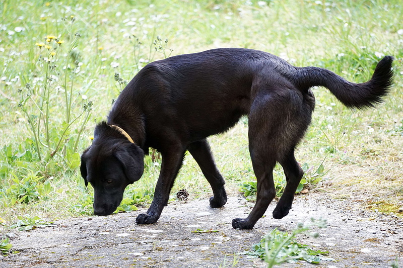 domestic, nimaux domestiques, walking, canin, young animal, 4K, standing, domestic animals, pets, plant, dog, chien, canine, chien noir, grass, animal