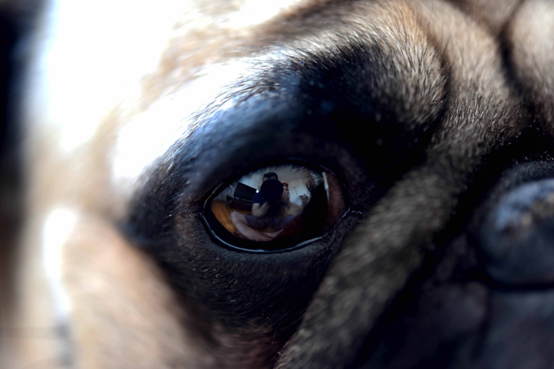 extreme close-up, eyes, one animal, pug, sensory perception, eyeball, macro, montreal, animal eye, animal body part, vertebrate, animal, domestic animals