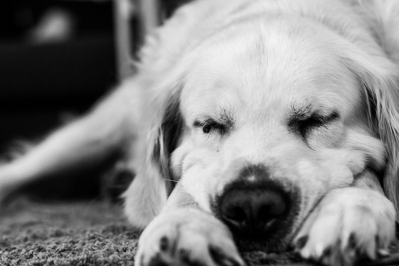 resting, mammal, night, lying down, no people, selective focus, domestic animals, confort, couche, depression - sadness, curled, chien, animal, retriever