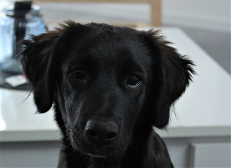 dog, close-up, animal themes, domestic animals, puppy, animal, mammal, black color, animal head, animal eye, animal body part, no people, black, pet, canine