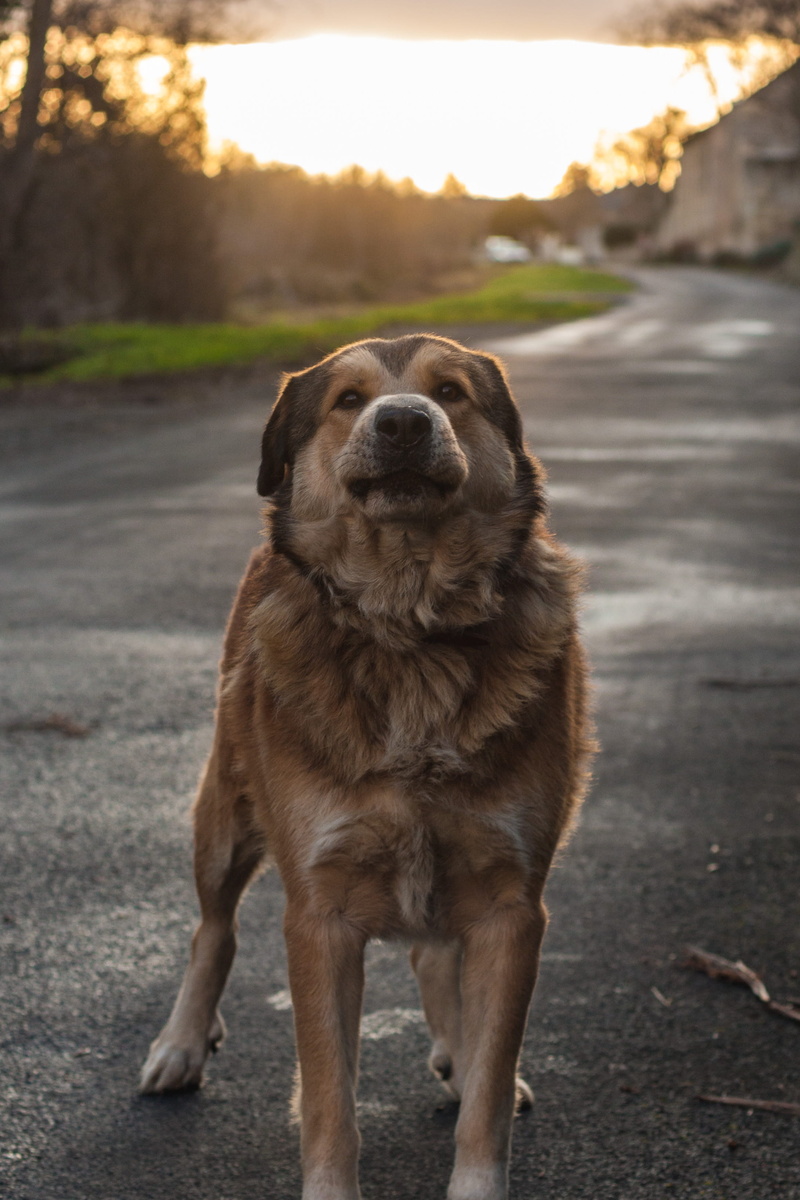 2K, outdoors, vertebrate, sunset, one animal, looking, dog, domestic animals, arthur humeau, canine, focus on foreground, full length, no people